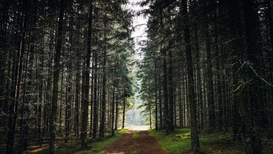 Miško takas tarp aukštų medžių – ramybės ir gamtos atradimų oazė pažintiniuose takuose aplink Vilnių.