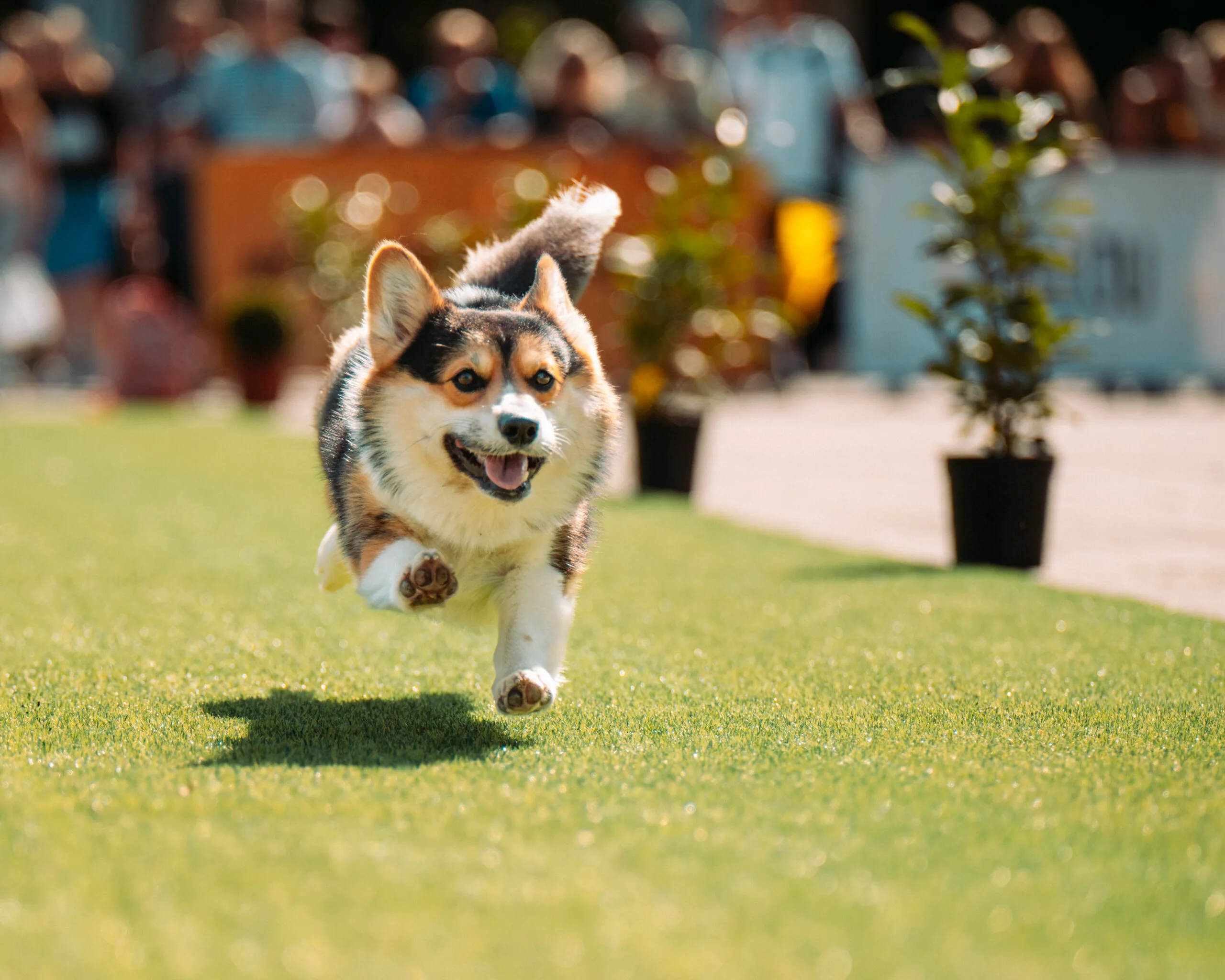 Bėgantis korgis „Korgių lenktynėse“ – šventiška akimirka iš smagaus renginio su šunimis Vilniuje.