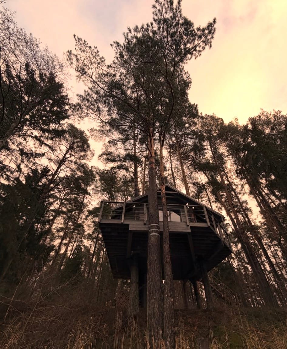 aukus namelis medyje Lietuvos miške, skirtas ramiam poilsiui gamtoje.