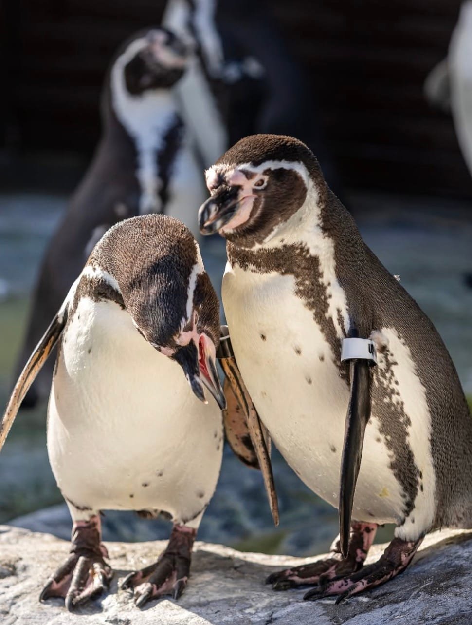 Pingvinai Lietuvos jūrų muziejuje