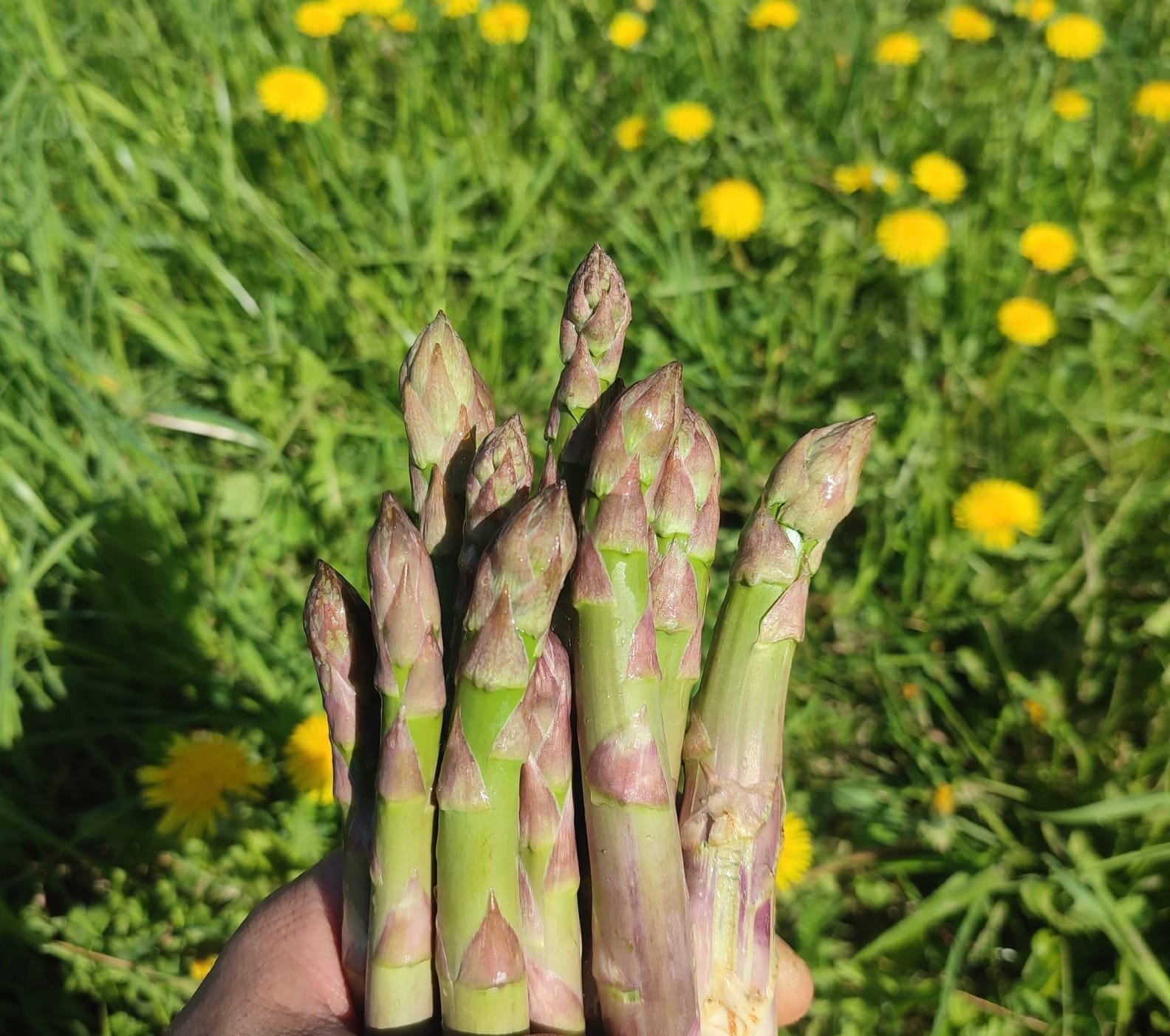 Žaliuojantys smidrų laukai ir šviežiai paruošti gurmaniški patiekalai ekologiniame ūkyje Ukmergės rajone.