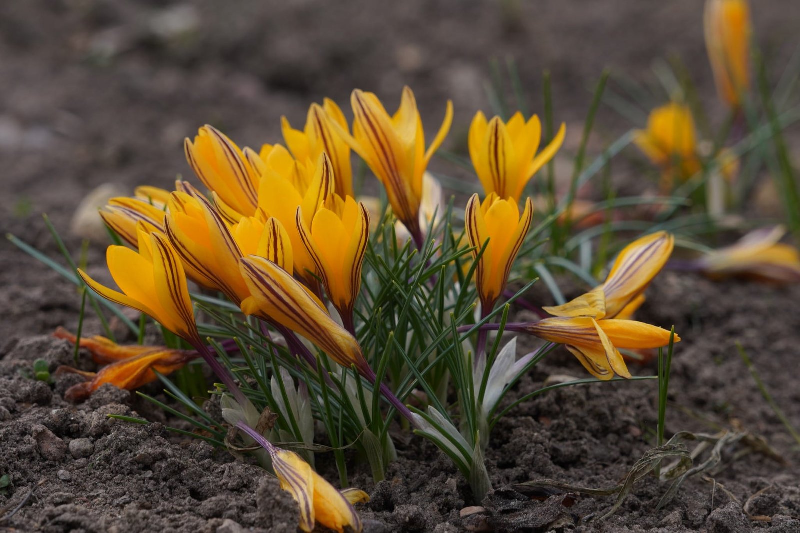 Krokai VU botanikos sode