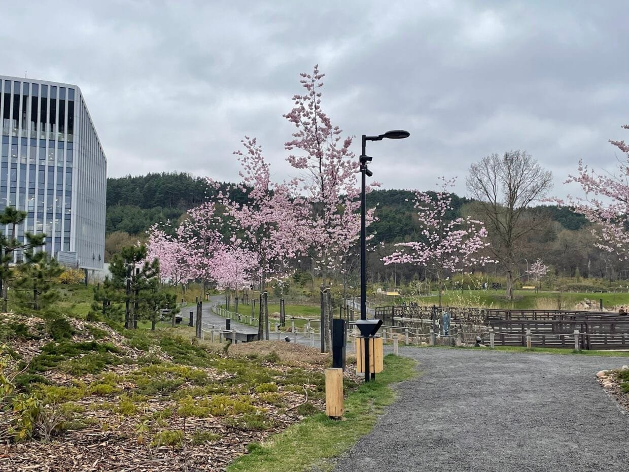 Rožiniai sakurų žiedai Vilniuje prie Neries - viena gražiausių vietų, kur žydi gėlės Lietuvoje pavasarį.