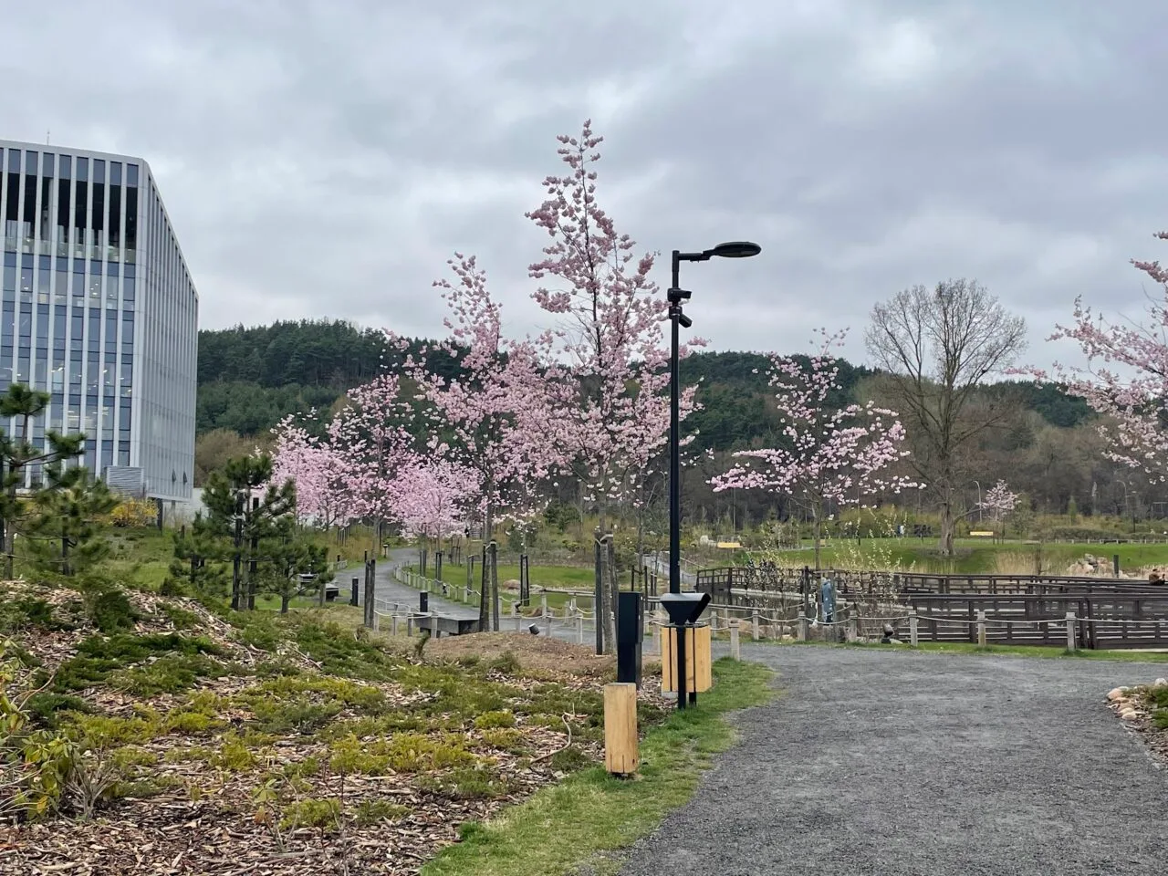 Rožiniai sakurų žiedai Vilniuje prie Neries - viena gražiausių vietų, kur žydi gėlės Lietuvoje pavasarį.