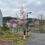 Rožiniai sakurų žiedai Vilniuje prie Neries - viena gražiausių vietų, kur žydi gėlės Lietuvoje pavasarį.