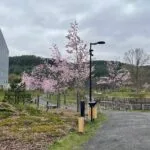 Rožiniai sakurų žiedai Vilniuje prie Neries - viena gražiausių vietų, kur žydi gėlės Lietuvoje pavasarį.