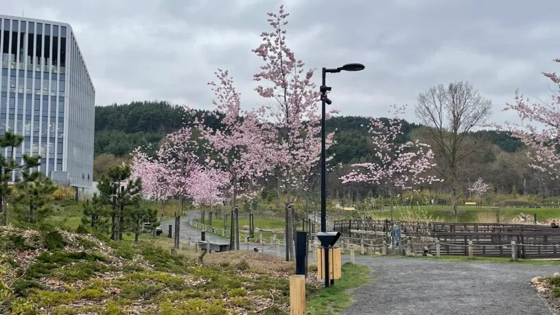 Rožiniai sakurų žiedai Vilniuje prie Neries - viena gražiausių vietų, kur žydi gėlės Lietuvoje pavasarį.