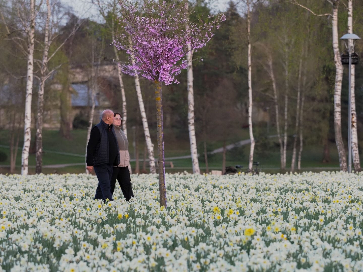 Saulės nutvieksta narcizų žydėjimo šventė Druskininkuose - geltonų žiedų jūra ir pavasario renginiai po atviru dangumi.