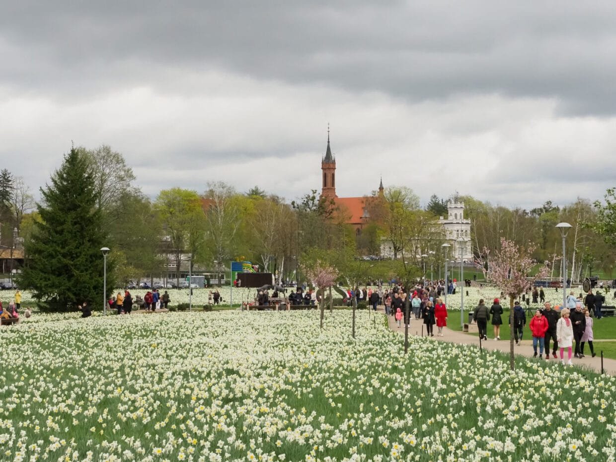 Milijonas pražydusių žiedų parke, kai vyksta narcizų žydėjimo šventė Druskininkuose - pavasario renginiai kurorte.