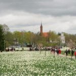 Milijonas pražydusių žiedų parke, kai vyksta narcizų žydėjimo šventė Druskininkuose - pavasario renginiai kurorte.