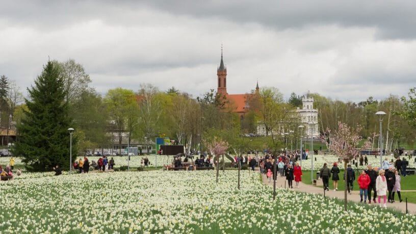Milijonas pražydusių žiedų parke, kai vyksta narcizų žydėjimo šventė Druskininkuose - pavasario renginiai kurorte.