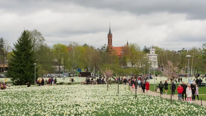 Milijonas pražydusių žiedų parke, kai vyksta narcizų žydėjimo šventė Druskininkuose - pavasario renginiai kurorte.
