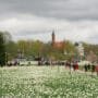 Milijonas pražydusių žiedų parke, kai vyksta narcizų žydėjimo šventė Druskininkuose - pavasario renginiai kurorte.