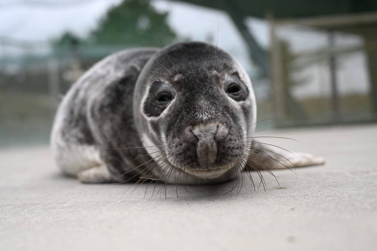 Ruoniukai - rastinukai mokosi maitintis žuvimi Baltijos jūros gyvūnų reabilitacijos centre.