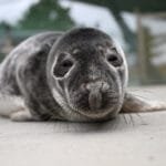 Ruoniukai - rastinukai mokosi maitintis žuvimi Baltijos jūros gyvūnų reabilitacijos centre.