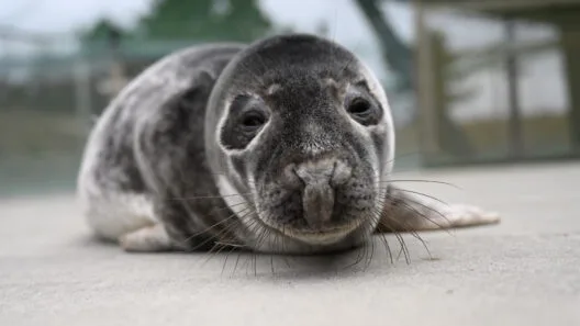 Ruoniukai - rastinukai mokosi maitintis žuvimi Baltijos jūros gyvūnų reabilitacijos centre.