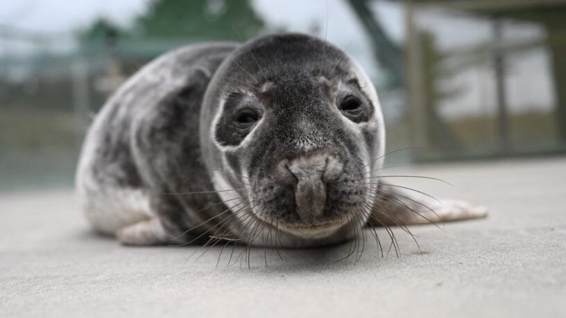 Ruoniukai - rastinukai mokosi maitintis žuvimi Baltijos jūros gyvūnų reabilitacijos centre.