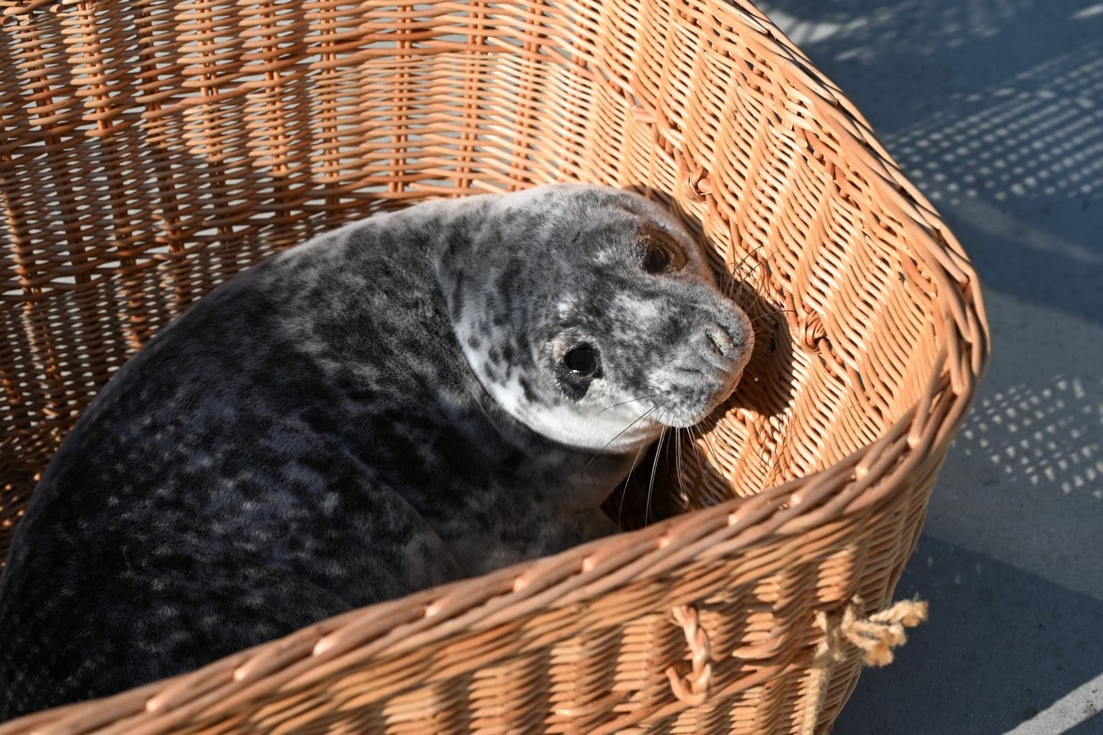 Ruoniukai -r astinukai reabilitacijos centre po pavasario audrų.