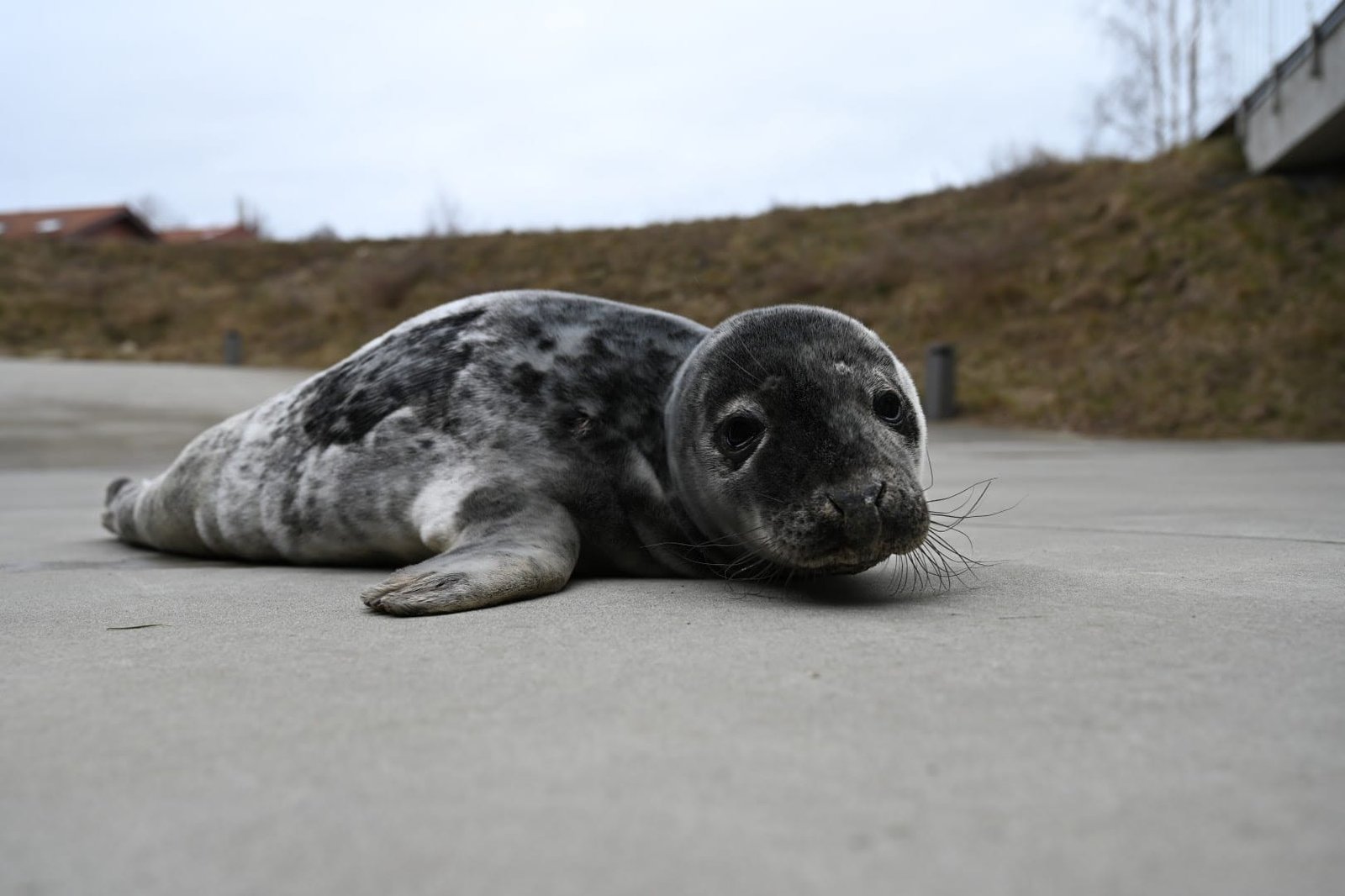 Išsekę ruoniukai-rastinukai gauna būtinąją pagalbą Lietuvos jūrų muziejuje.