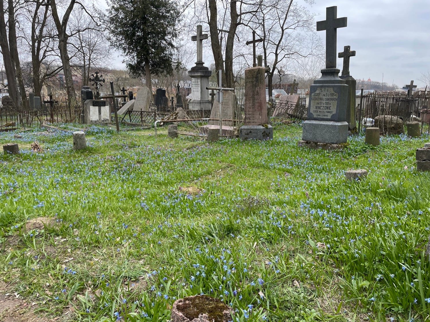 Mėlyni scylių žiedai Bernardinų kapinėse Vilniuje - tai viena ramiausių vietų, kur žydi gėlės Lietuvoje balandį.
