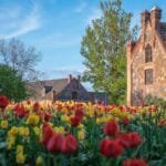 Tulpių žydėjimo šventė 2026 Burbiškio dvare: tūkstančiai spalvingų tulpių žiedų muziejaus-draustinio parke.