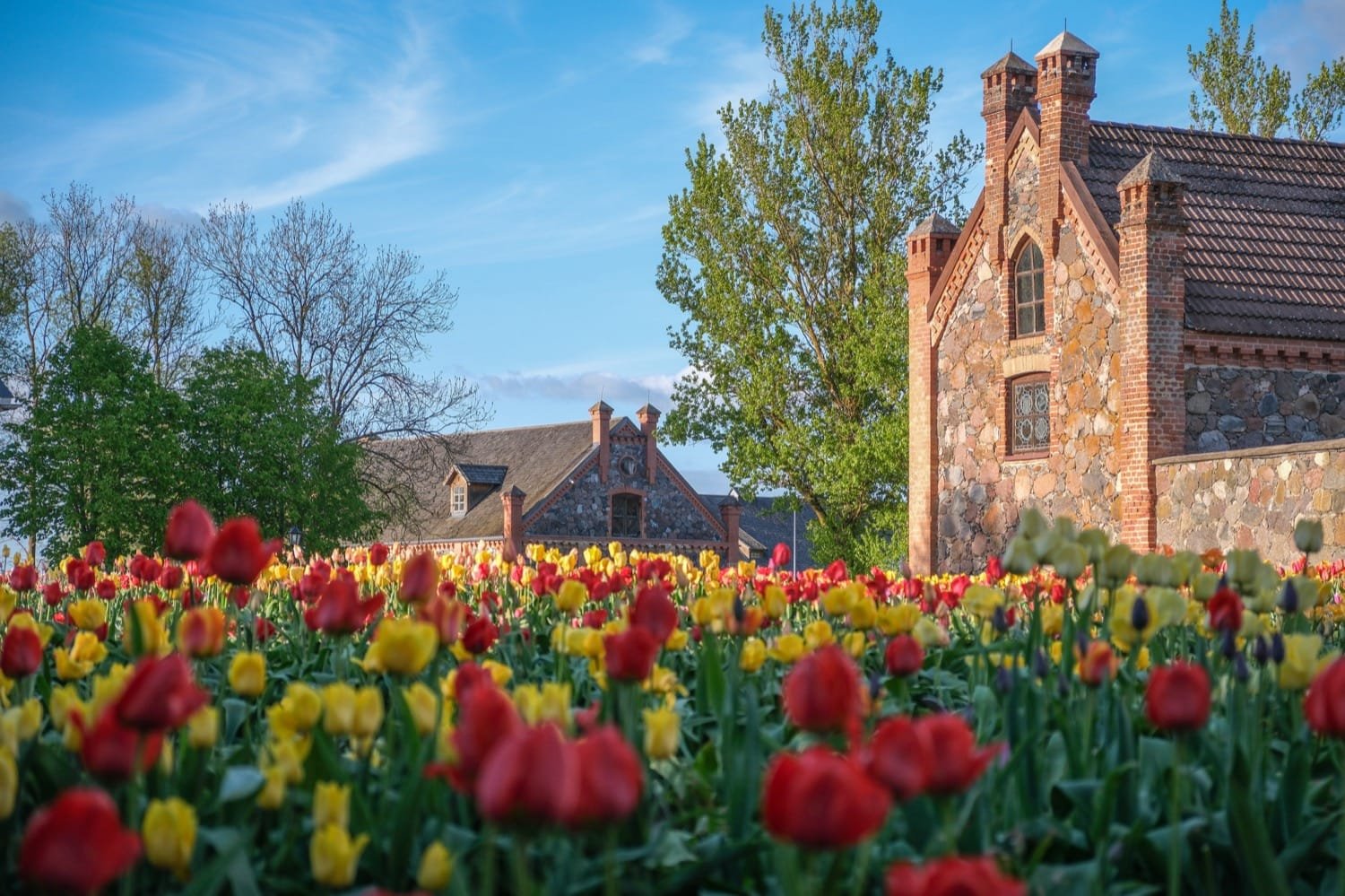 Tulpių žydėjimo šventė 2026 Burbiškio dvare: tūkstančiai spalvingų tulpių žiedų muziejaus-draustinio parke.