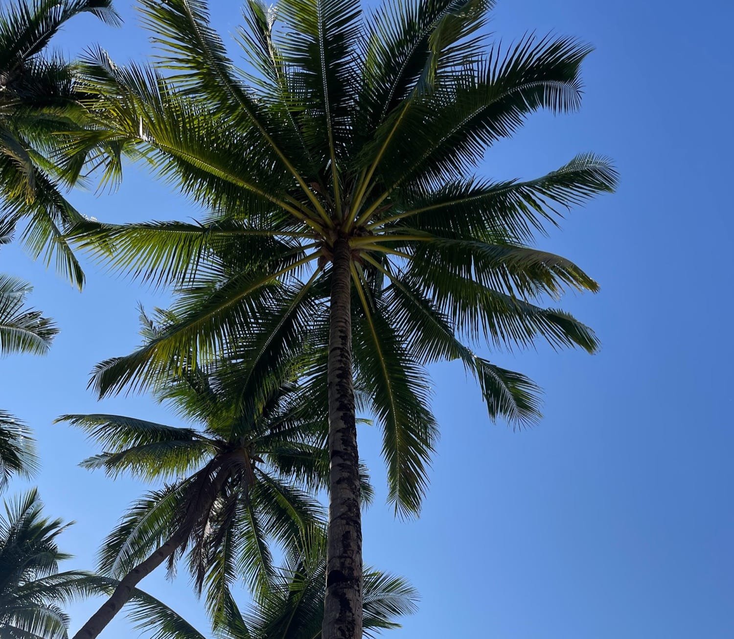 Palmės primena atostogas užsienyje