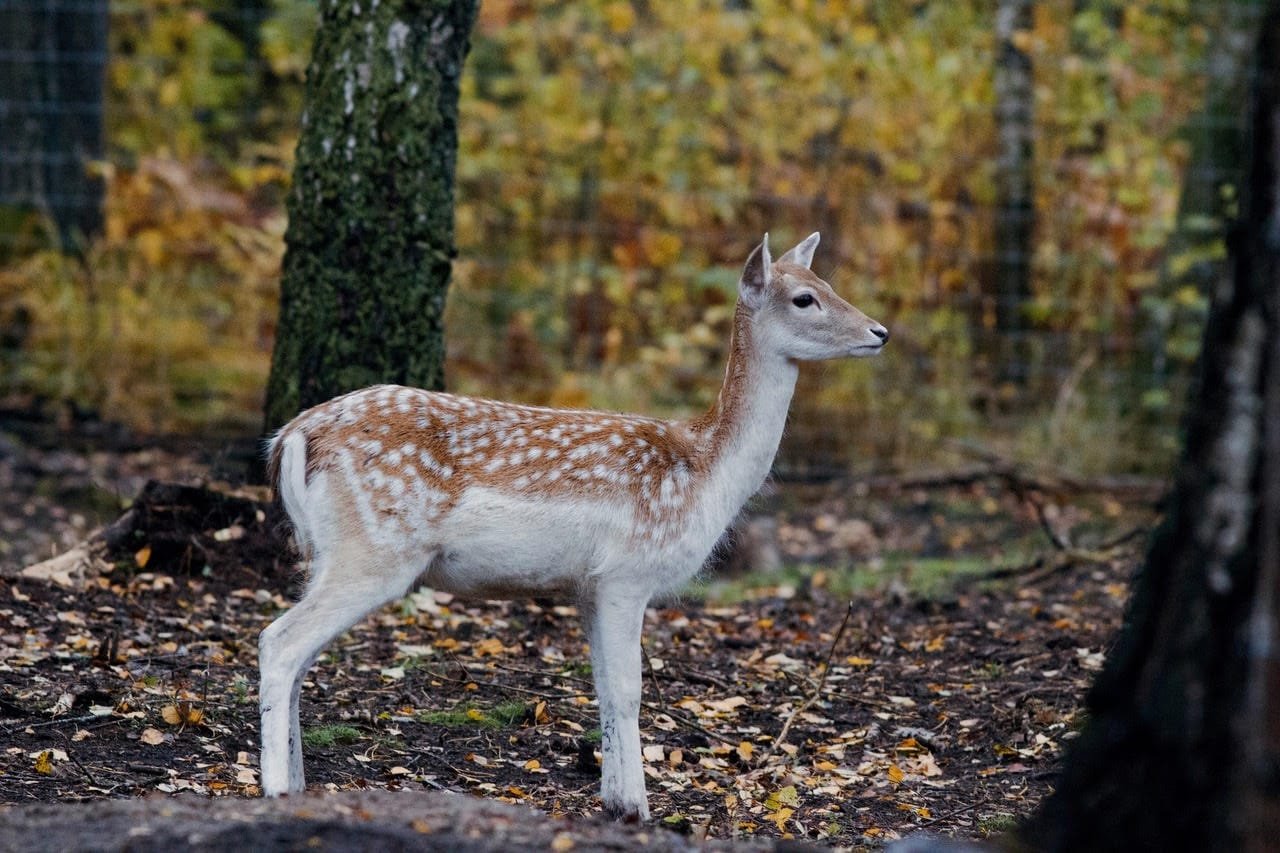 Bembis parke vaikštinėja