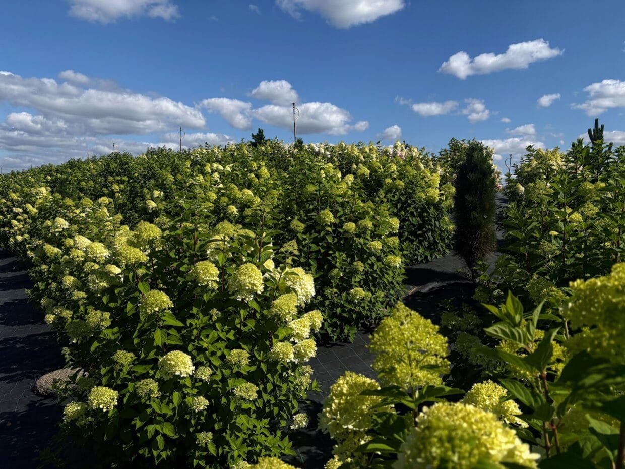 Hortenzijų rojus - žydinčios hortenzijos netoli Švėkšnos, Šilutės rajone