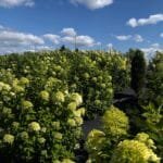 Hortenzijų rojus - žydinčios hortenzijos netoli Švėkšnos, Šilutės rajone