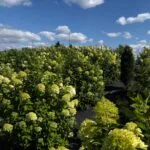 Hortenzijų rojus - žydinčios hortenzijos netoli Švėkšnos, Šilutės rajone