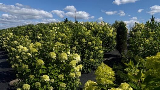 Hortenzijų rojus - žydinčios hortenzijos netoli Švėkšnos, Šilutės rajone