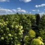 Hortenzijų rojus - žydinčios hortenzijos netoli Švėkšnos, Šilutės rajone